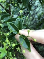 Loeseneriella concinna