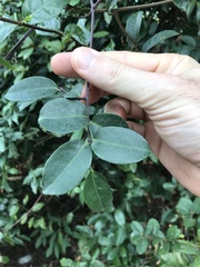 Loeseneriella concinna