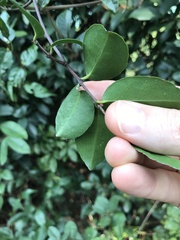 Loeseneriella concinna