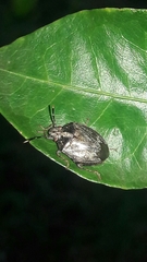 Antiteuchus tripterus