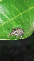 Antiteuchus tripterus