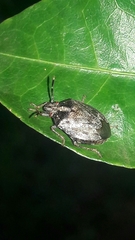 Antiteuchus tripterus