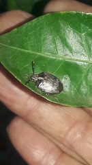 Antiteuchus tripterus