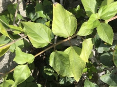 Wollastonia biflora
