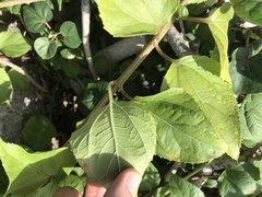 Wollastonia biflora