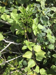 Wollastonia biflora