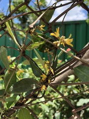 Toxocarpus wightianus