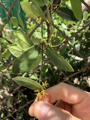 Toxocarpus wightianus