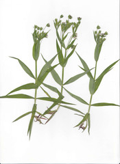 Microbotryum stellariae