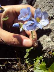 Polemonium boreale