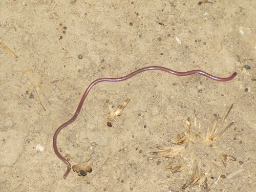 Photo of a Sahel Thread Snake (Myriopholis narirostris)
