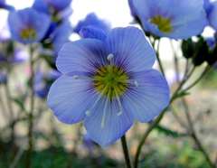 Polemonium boreale