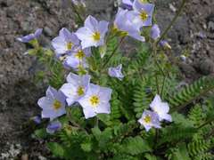 Polemonium boreale