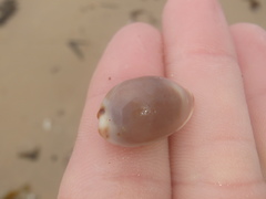 Purpuradusta gracilis