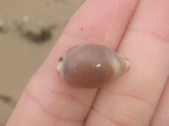 Purpuradusta gracilis