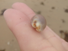 Purpuradusta gracilis