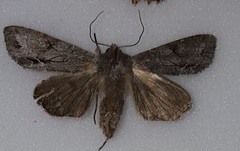Ichneutica ustistriga