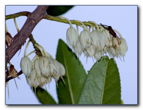 Elaeocarpus angustifolius