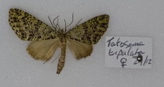 Tatosoma tipulata