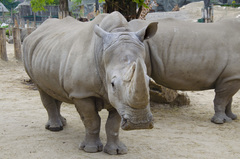 Ceratotherium simum