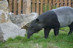 Tapirus indicus