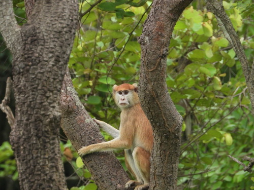 Western Patas Monkey