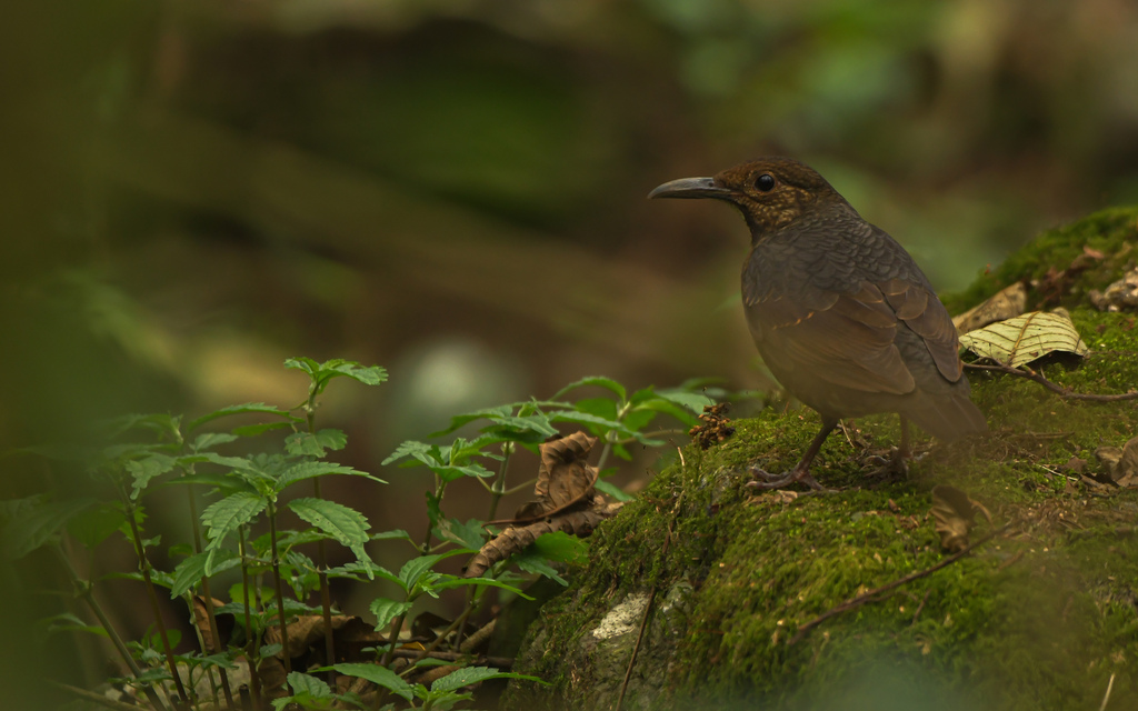 Long-Billed Thrush
