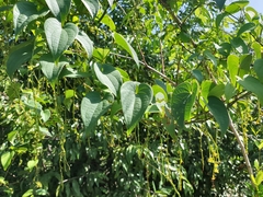 Dioscorea maciba image