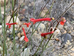 Gambelia juncea