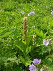 Galearis camtschatica