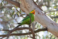 Polytelis swainsonii