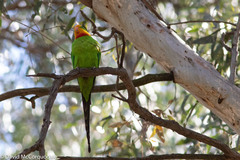 Polytelis swainsonii