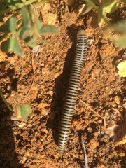 Ommatoiulus lusitanus