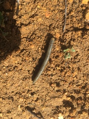 Ommatoiulus lusitanus