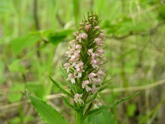 Galearis camtschatica