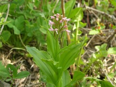 Galearis camtschatica