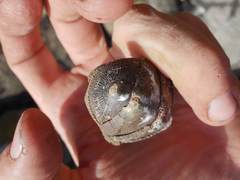 Ischnochiton australis