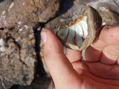 Ischnochiton australis