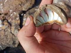 Ischnochiton australis