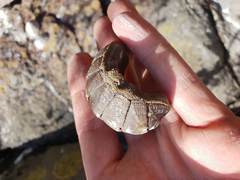 Ischnochiton australis