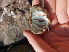 Ischnochiton australis