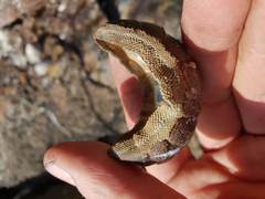 Ischnochiton australis