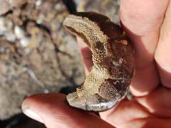 Ischnochiton australis