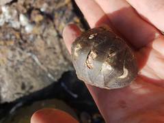 Ischnochiton australis