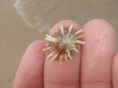 Siphonaria denticulata