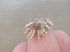 Siphonaria denticulata