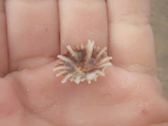 Siphonaria denticulata