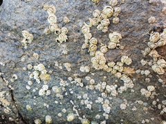 Chthamalus antennatus