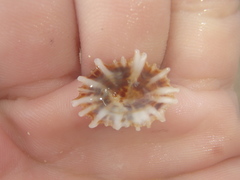 Siphonaria denticulata