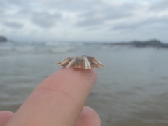 Siphonaria denticulata